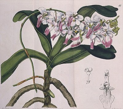 Aerides Crispum (orkide) utgitt av I. Ridgway av Miss Drake