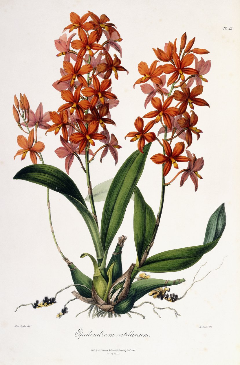 Epidendrum Vitellinus, ca. 1837-41 av Miss Drake