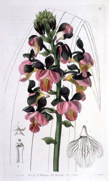 Orchis Lissochilus Roseus, utgitt av I. Ridgway av Miss Drake