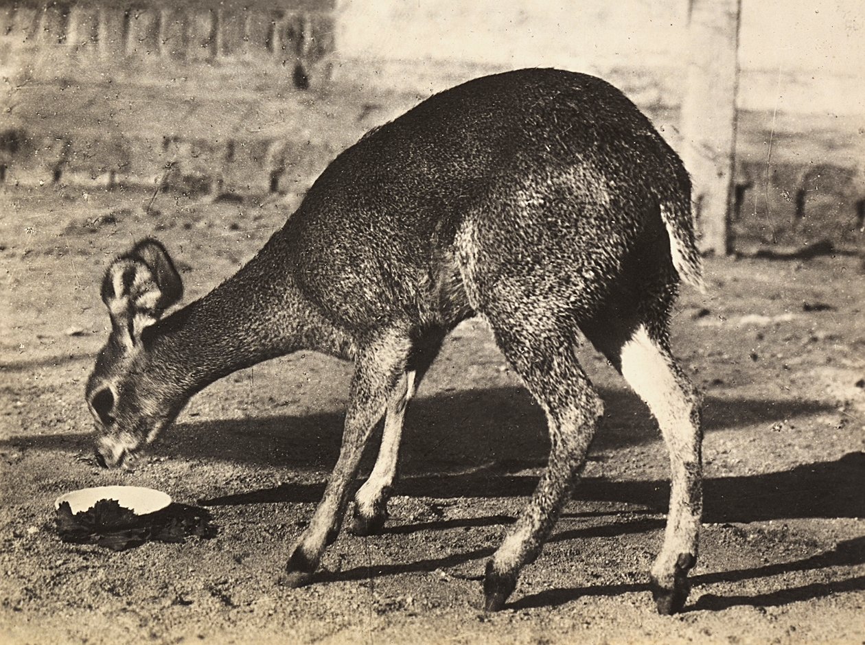 Bygge et imperium i den fascistiske tidsalderen: en antilope, 09.05.1936 (s/hvitt-bilde) av Modestino Baldinetti