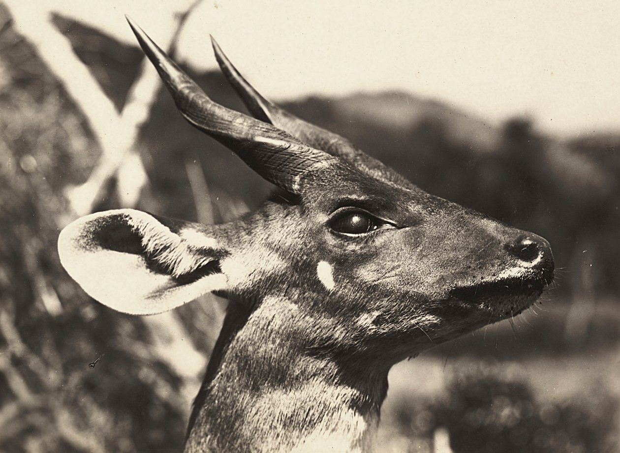 Bygge et imperium i den fascistiske tidsalderen: hodet til en antilope, 09.05.1936 (s/hvitt-bilde) av Modestino Baldinetti