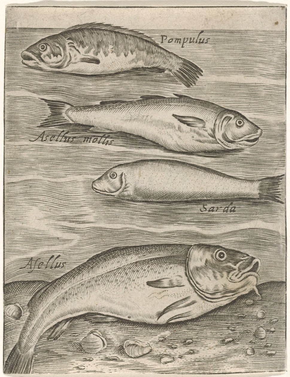 Studieblad met vier vissen Fisk live-ikoner (serietittel) av Monogrammist P+P