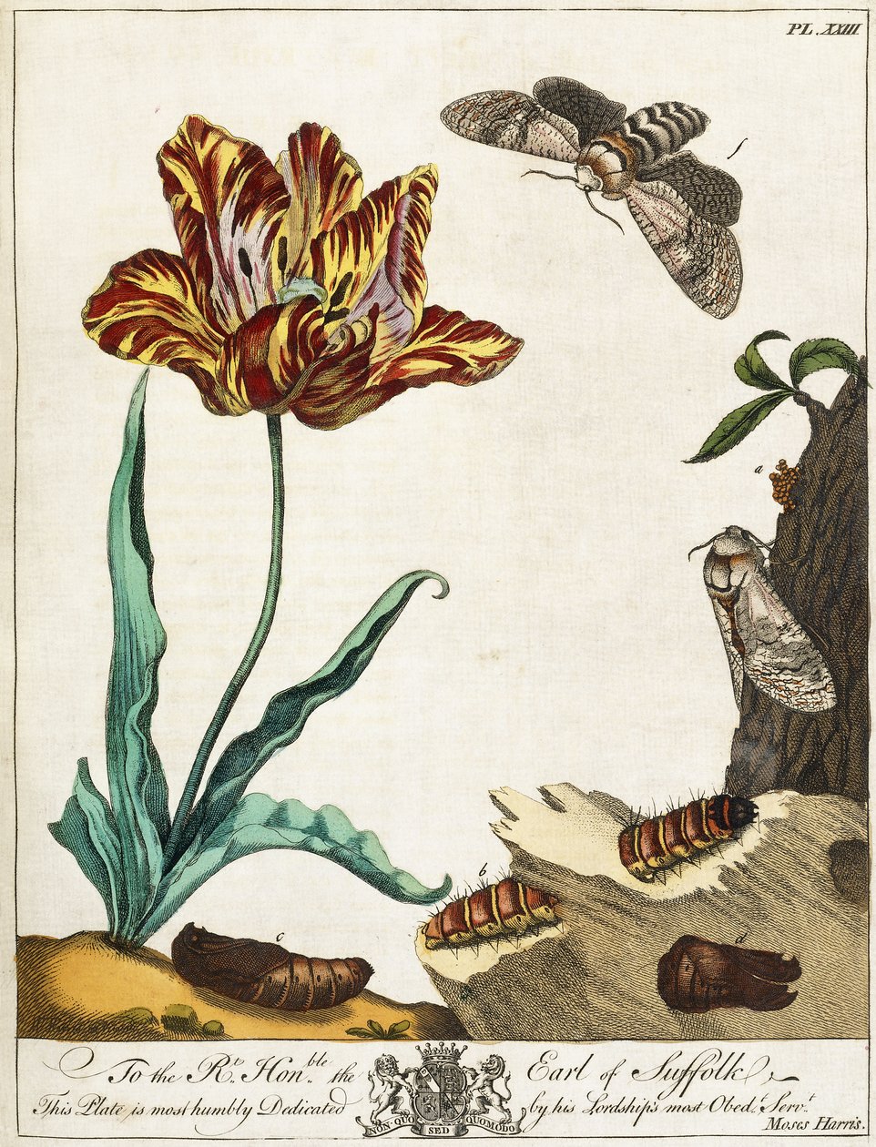 Life-cycle of a Moth, plate 23, fra "The Aurelian, or Natural History of English Insects", 1778 av Moses Harris