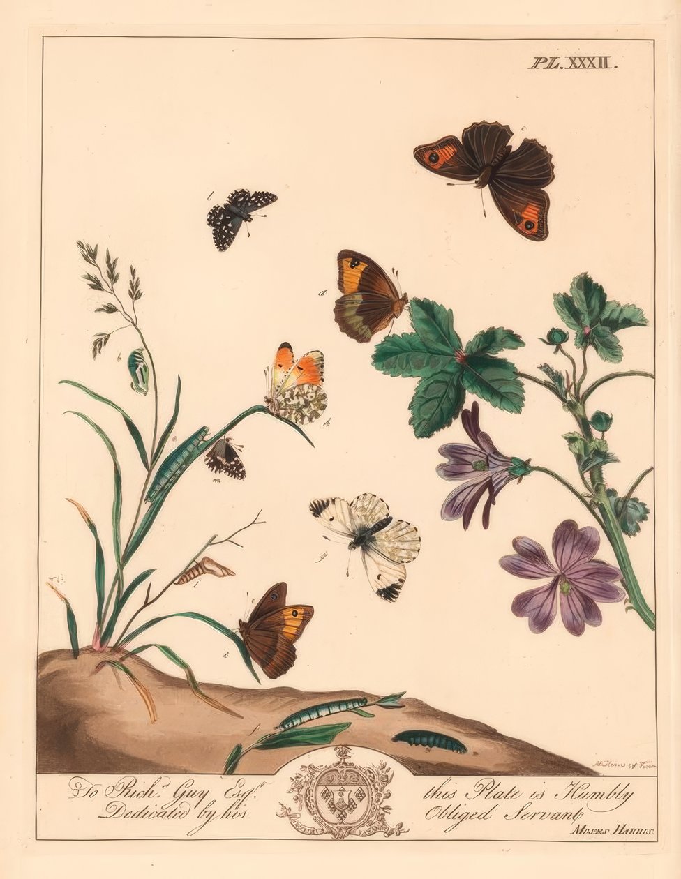 Engbrun sommerfugl, Maniola jurtina, tredame eller oransjespiss, Anthocharis cardamines og grizzled skipper, Pyrgus alveolus av Moses Harris