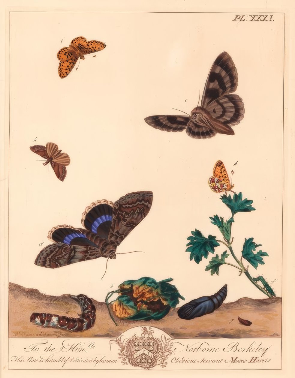 Liten perlekantet fritillary sommerfugl, Boloria selene og Clifden nonpareil møll, Catocala fraxini av Moses Harris
