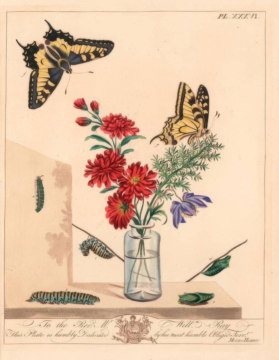 Svalehalesommerfugl, Papilio machaon. Håndkolorert litografi etter illustrasjon av Moses Harris