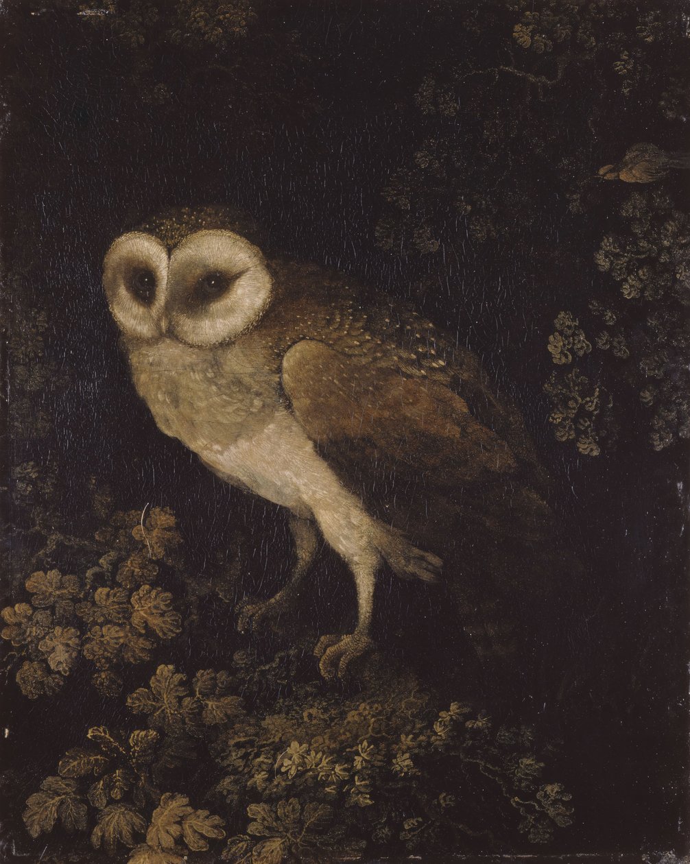 En ugle, 1780-1790. av Moses Haughton