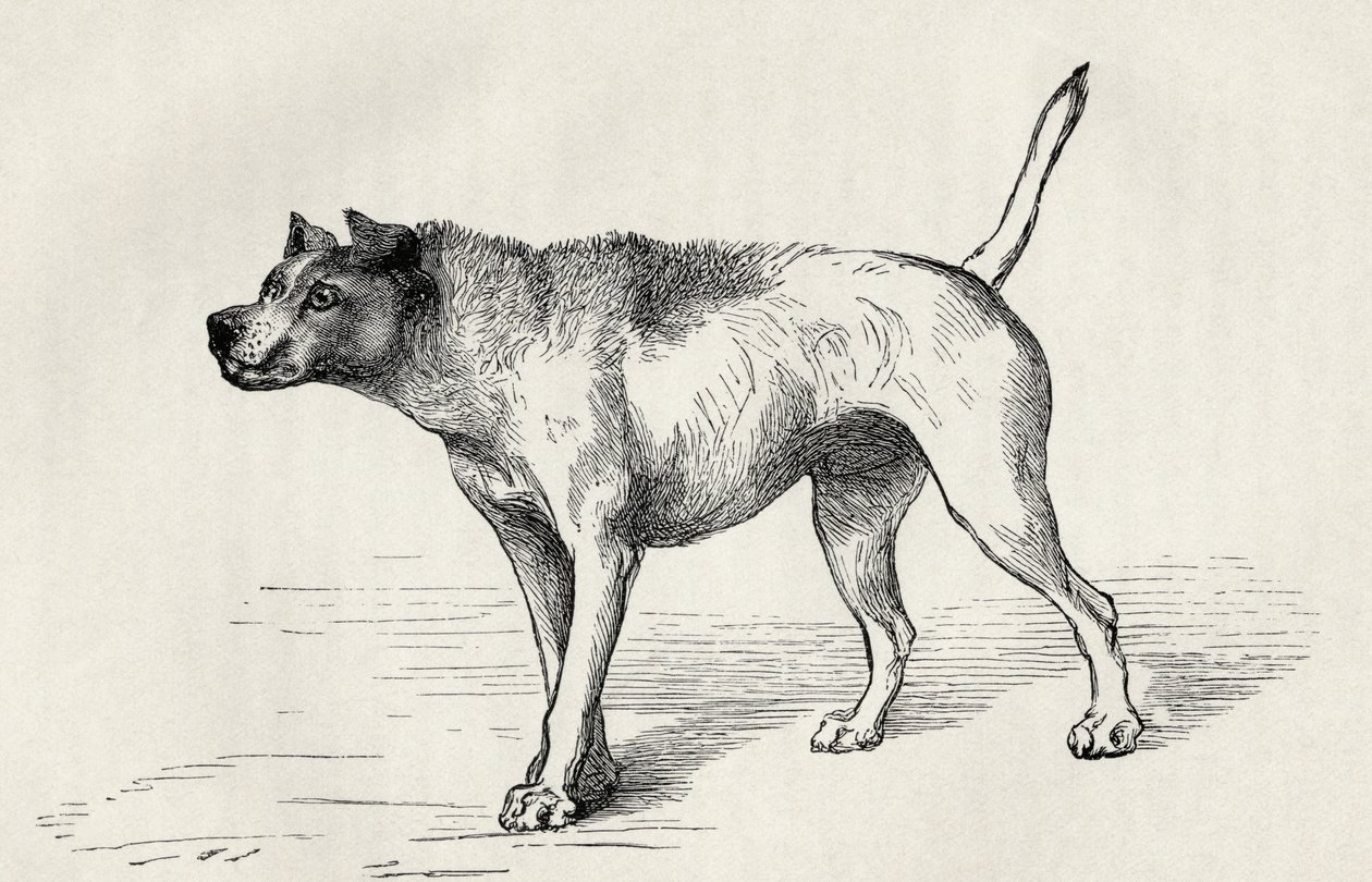Hund nærmer seg en annen hund med fiendtlige intensjoner, fra Charles Darwins "The Expression of the Emotions in Man and Animals", 1872 av Mr. Riviere