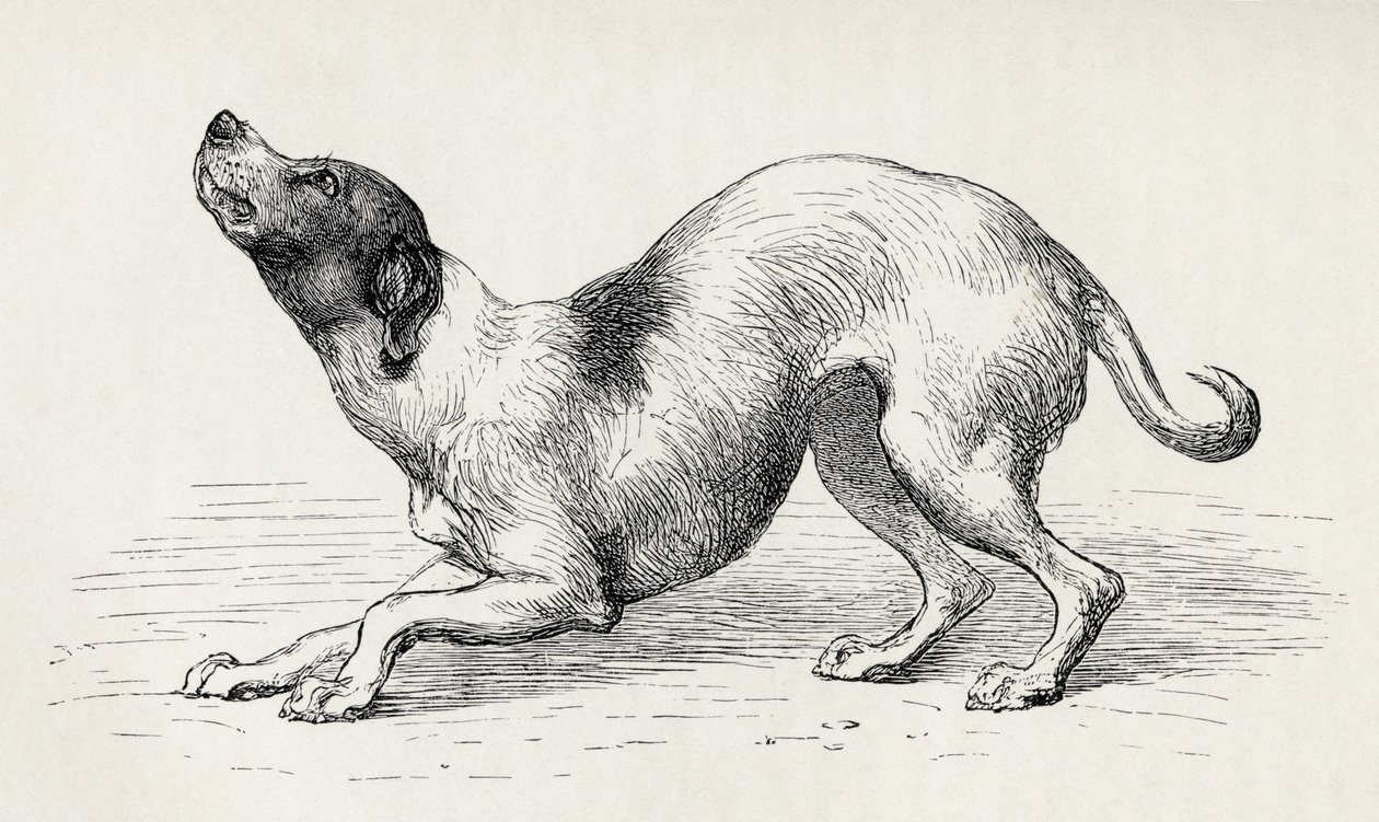 Hund i en ydmyk og kjærlig sinnstilstand, fra Charles Darwins 