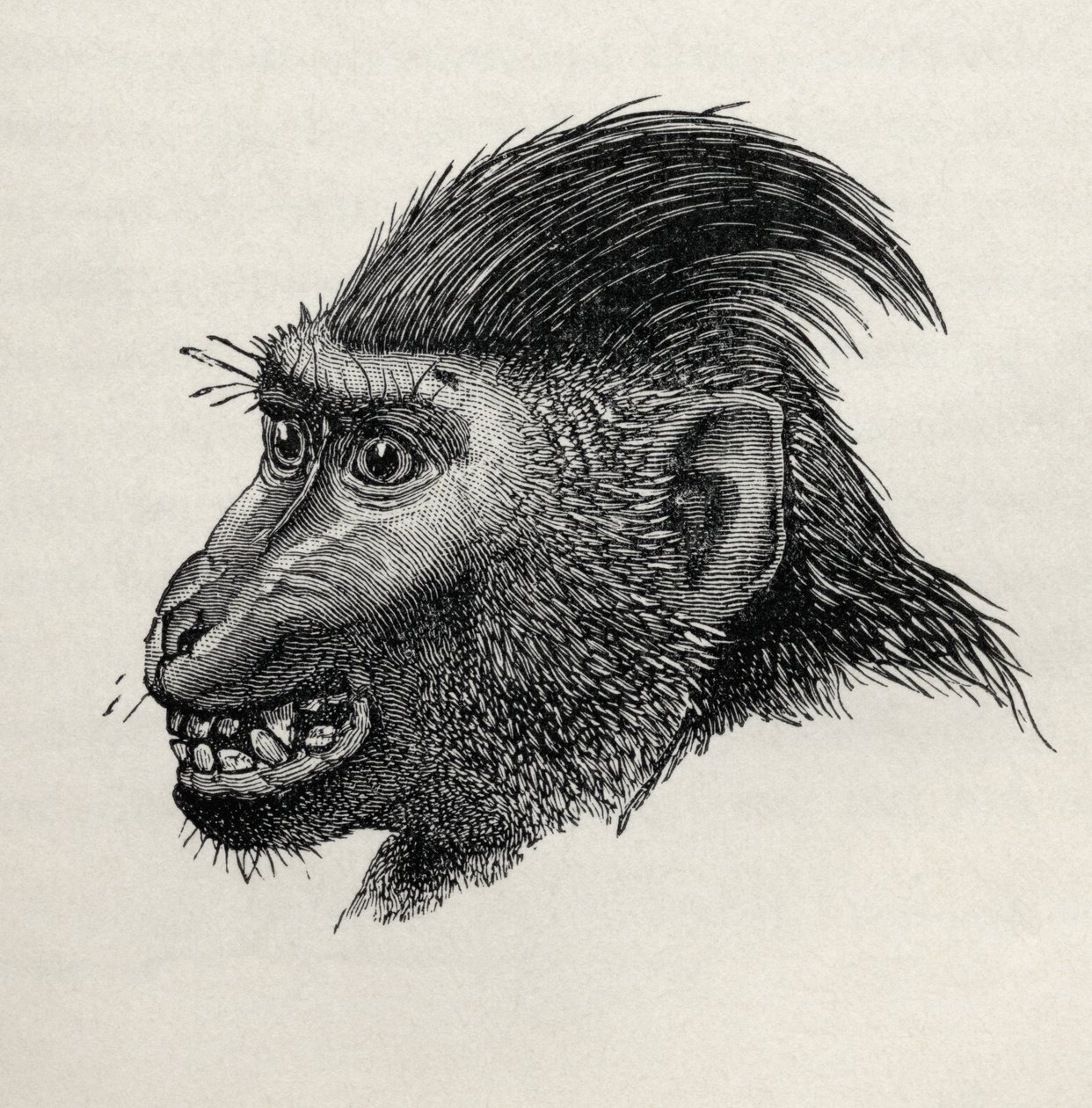 Cynopithecus niger når fornøyd med å bli kjærtegnet, fra Charles Darwins 
