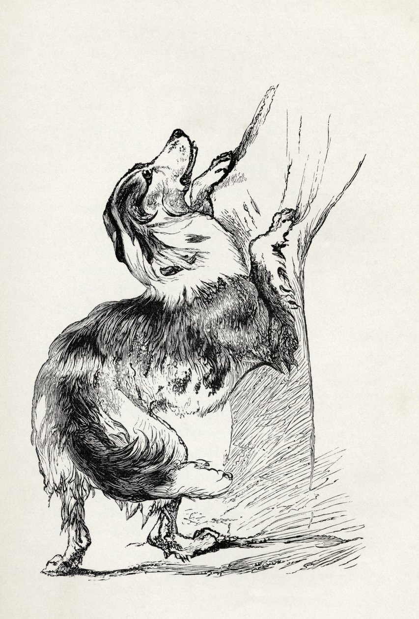 Halvavlet gjeterhund som kjærtegner sin herre, fra Charles Darwins 