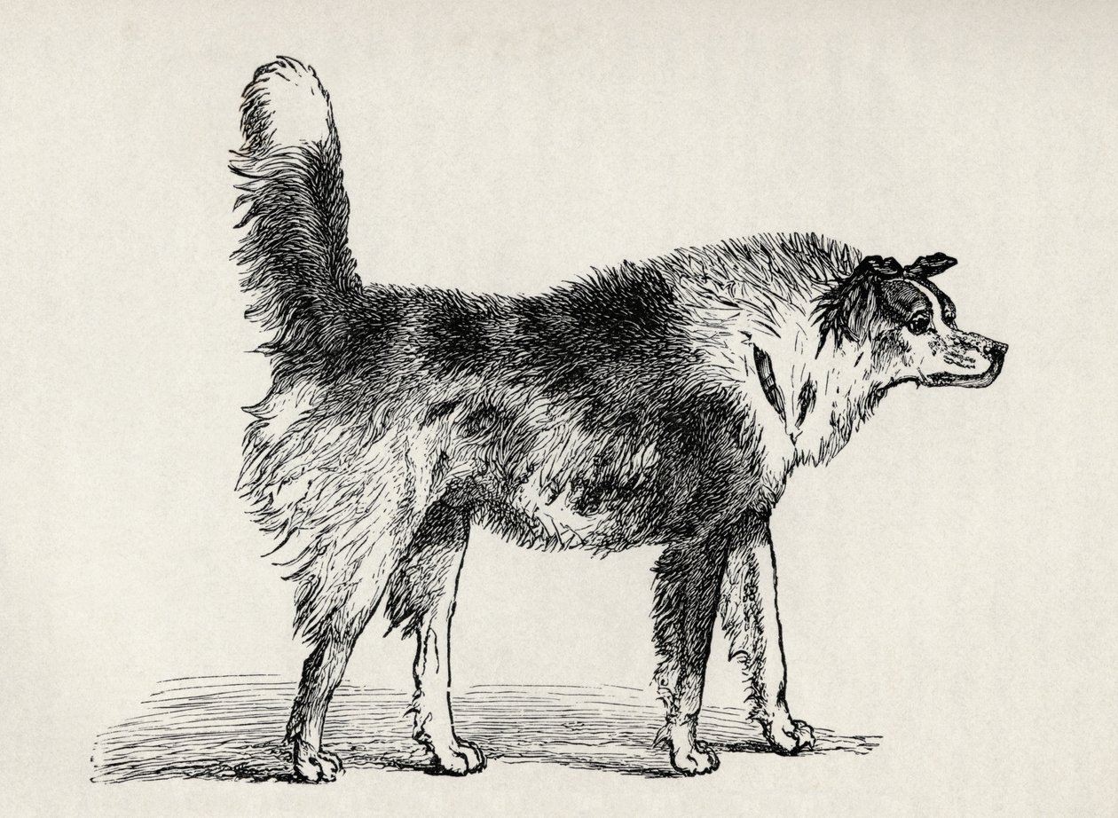 Halvavlet gjeterhund med fiendtlige intensjoner, fra Charles Darwins 