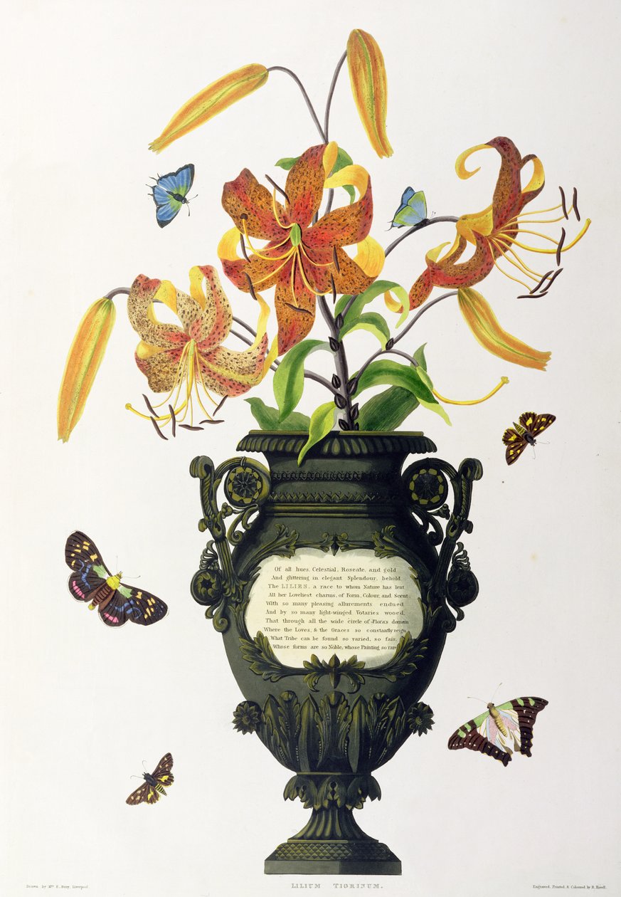 Lilium tigrinum (Tiger Lily), fra 