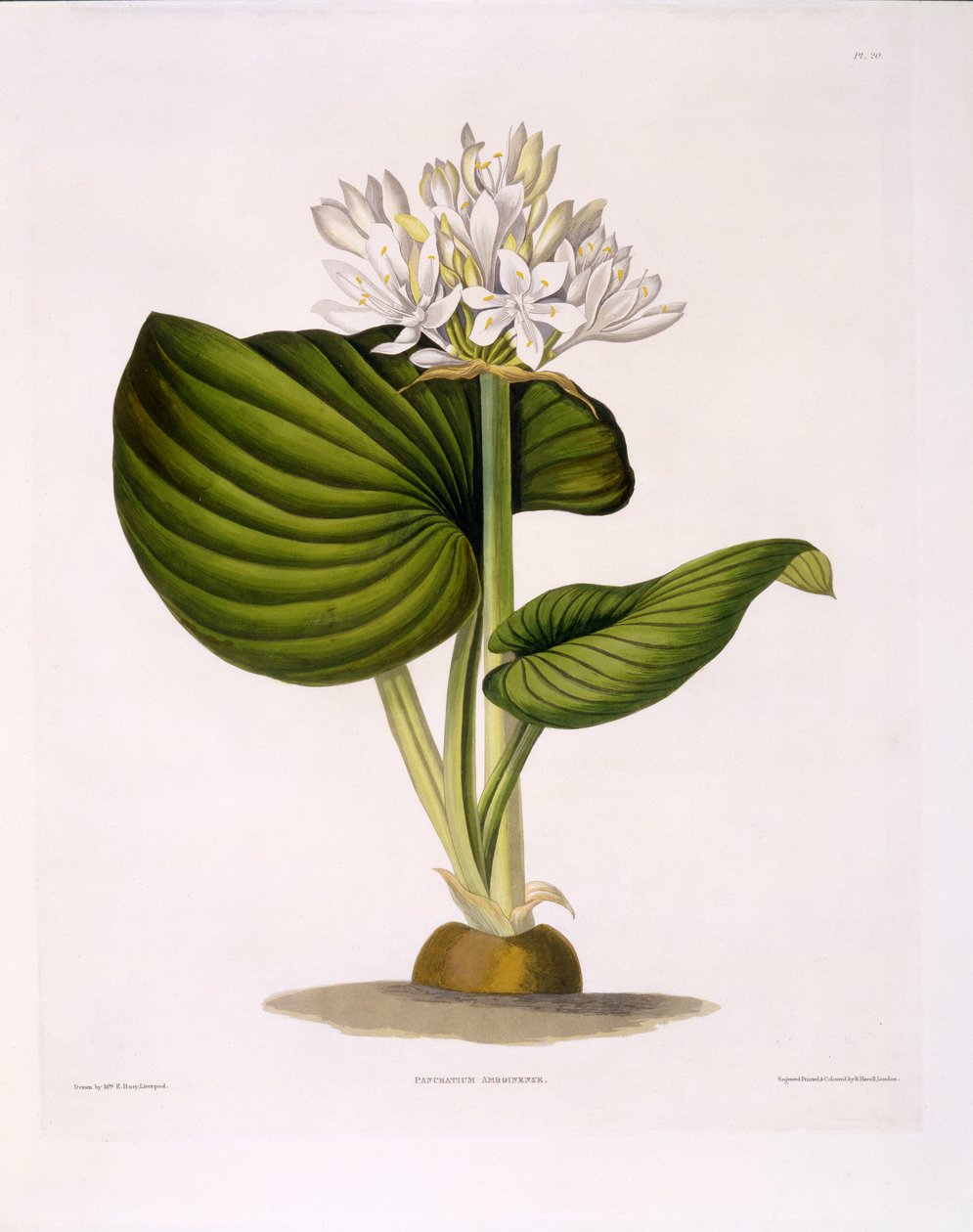 Pancratium Amboinense, plate 20 fra 