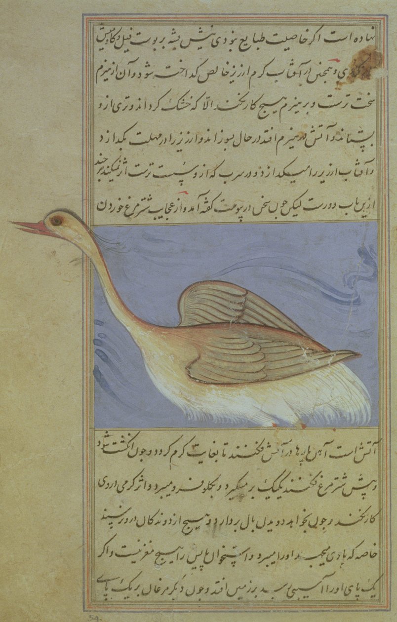 A Swan, fra Nuzhat-Namah IAlai, 1599 (1007 Hijra) av Mughal School