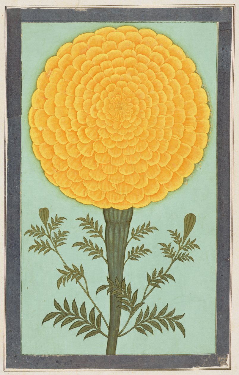 A Marigold, fra Small Clive Album (wc på papir) av Mughal School