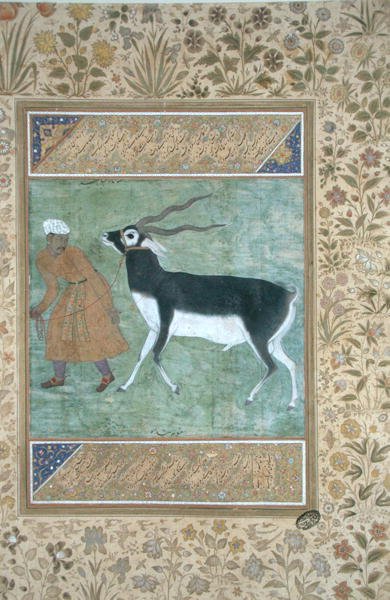 En indisk svart bukk ledet av sin keeper, ca. 1616 (ugjennomsiktig akvarell og gull på papir) av Mughal School