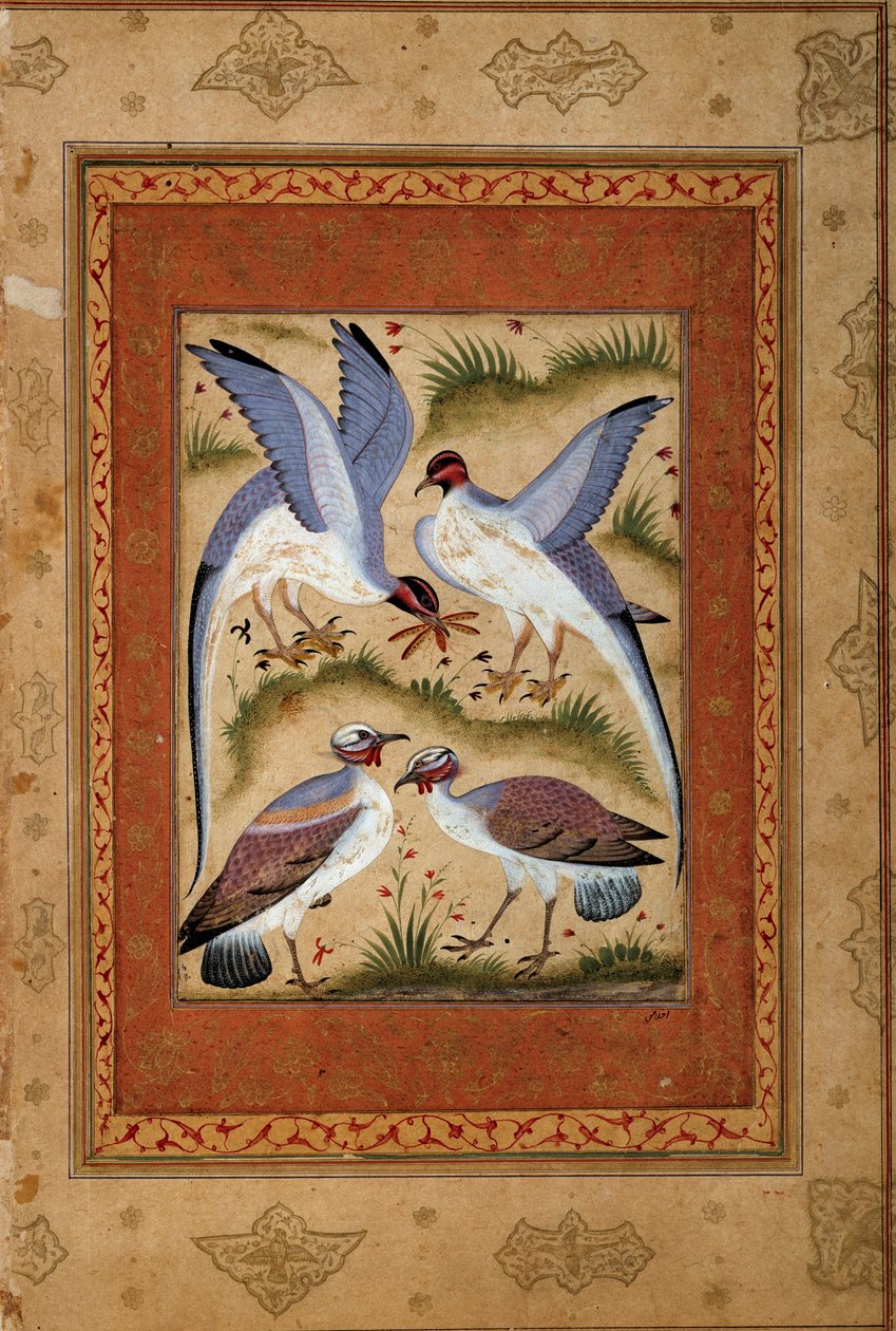 Fugler. Miniatyr gouache fra moghole skolen. 1590-1600. Paris, Guimet-museet, Nasjonalmuseet for asiatisk kunst av Mughal School