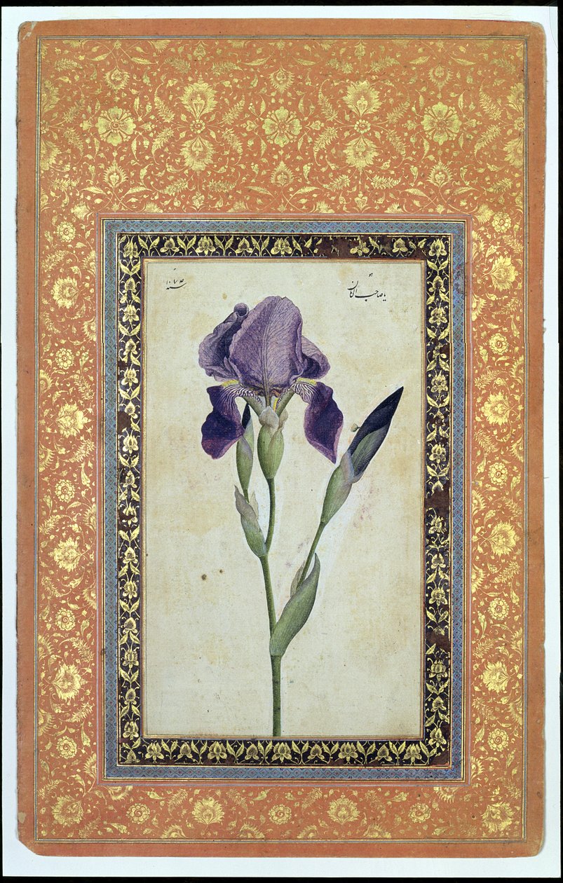 Blue Iris, 1663-64 (ugjennomsiktig wc og blekk på papir) av Muhammad Zaman