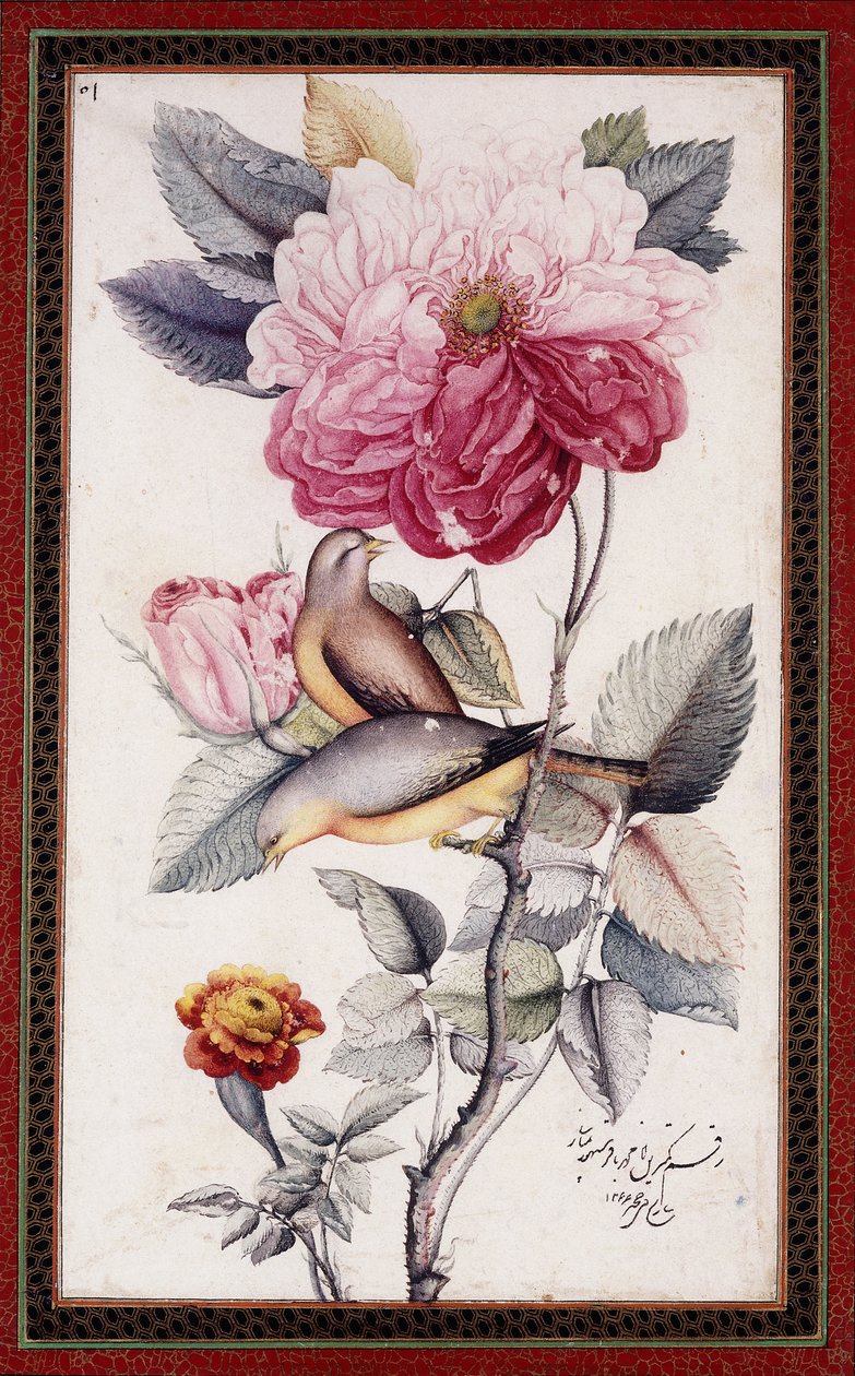 Gul-o Bulbul, ca. 1849-50 (akvarell på papir) av Muhammad Baqir