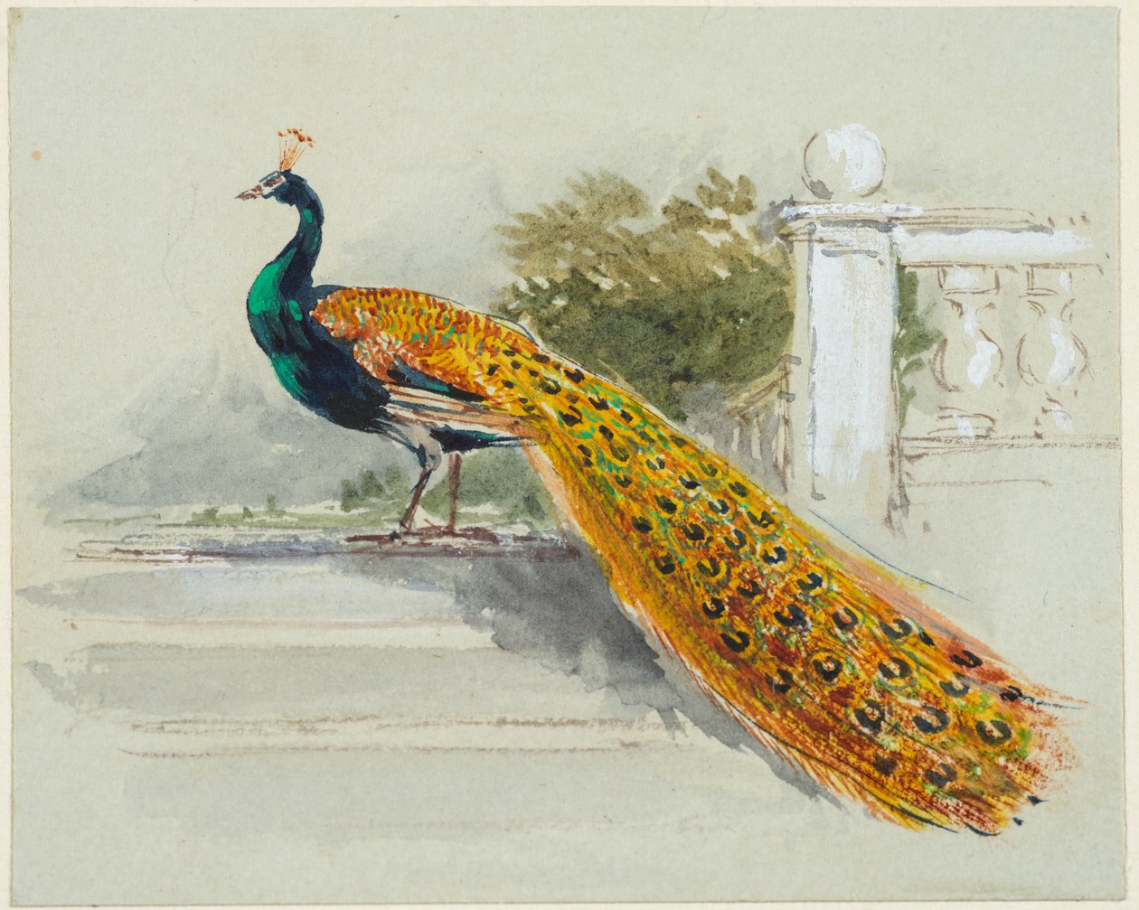 Peacock, ca. 1640-99 (penn amp; svart og brunt blekk, akvarell, kroppsfarge på lyseblått vevd papir) av Myles Birket Foster