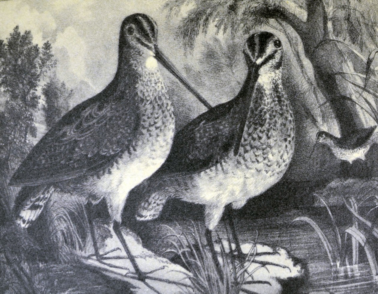 Currier & Ives Illustrasjon 1800-tallet. Engelsk Snipe av N. and Ives, J.M. Currier