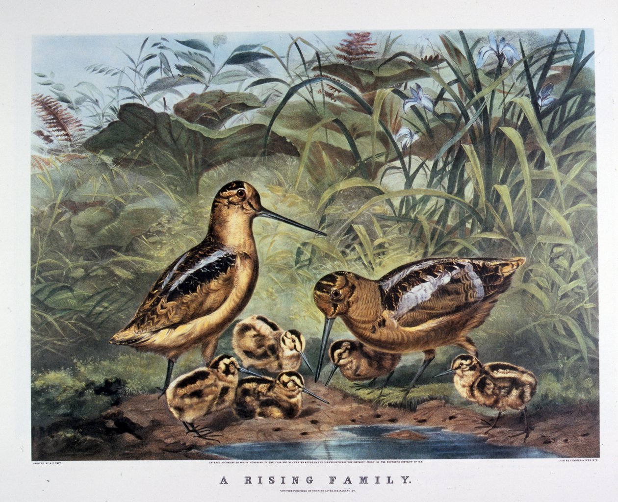  av N. and Ives J.M. (1824 95) Currier