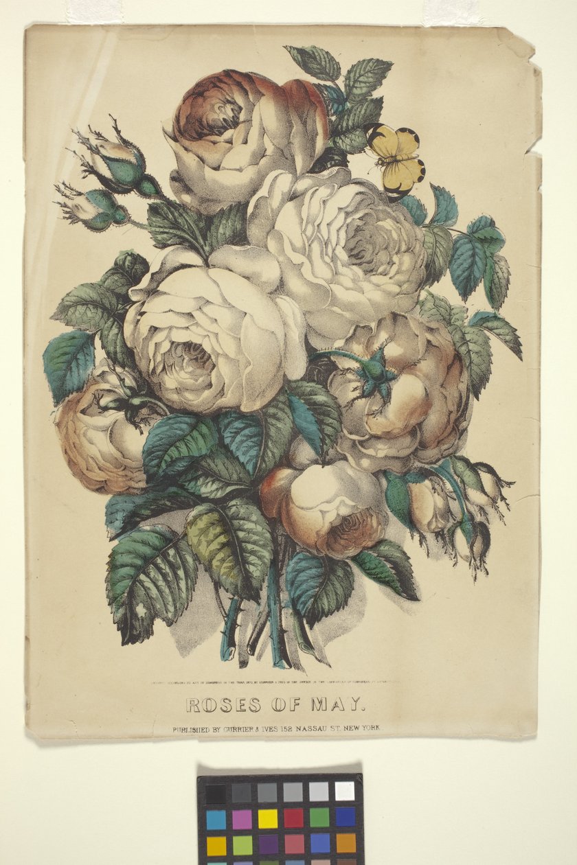 Roses of May (håndfarget litografi) av N. and Ives J.M. (1824 95) Currier