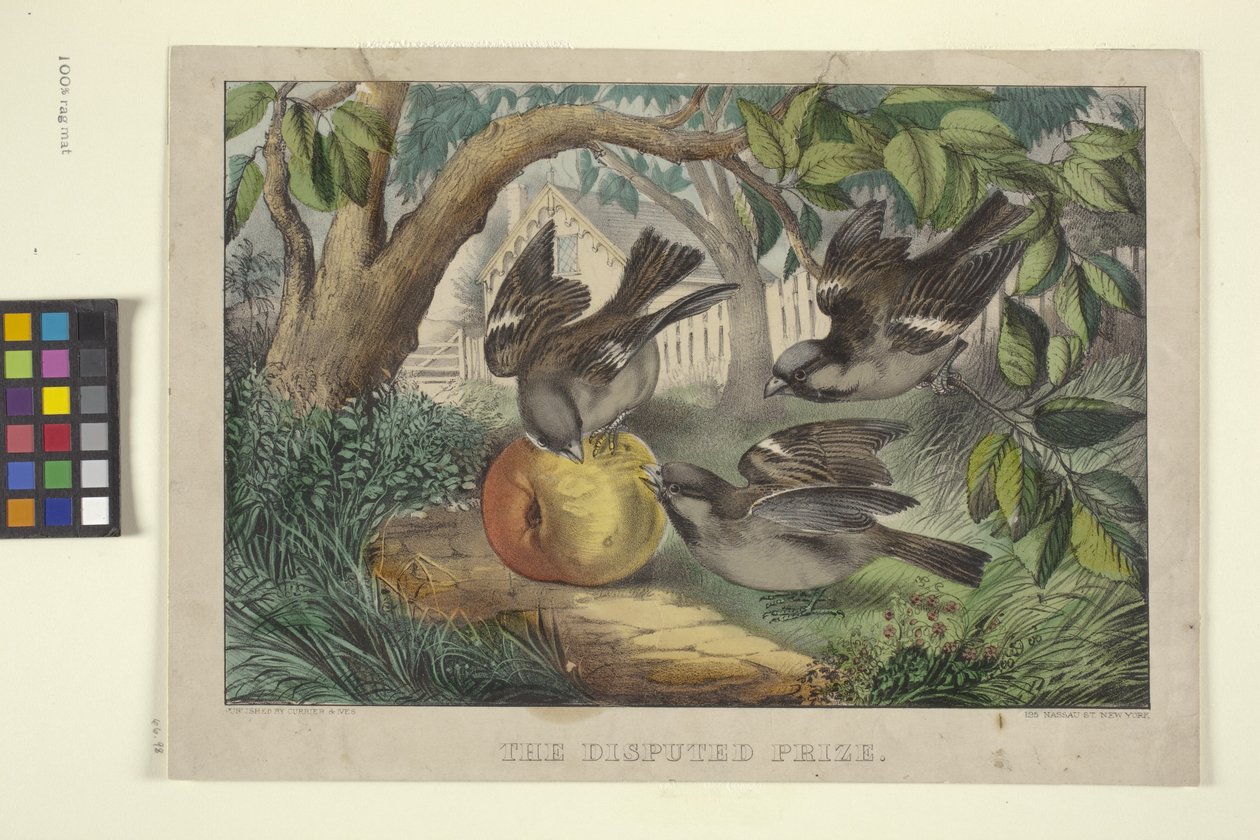 Den omstridte prisen (håndfarget litografi) av N. and Ives J.M. (1824 95) Currier
