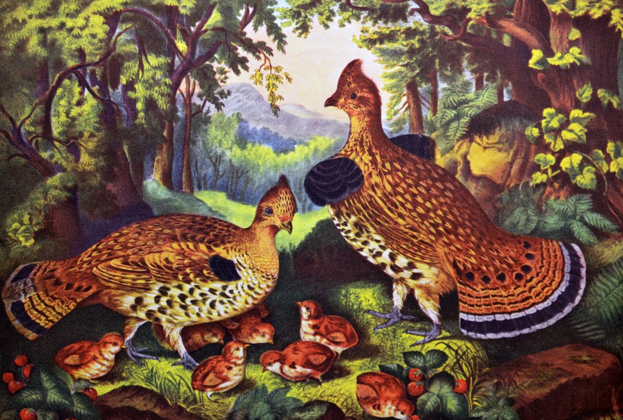 The Happy Family, Ruffed Grouse og Young av N. and Ives, J.M. Currier