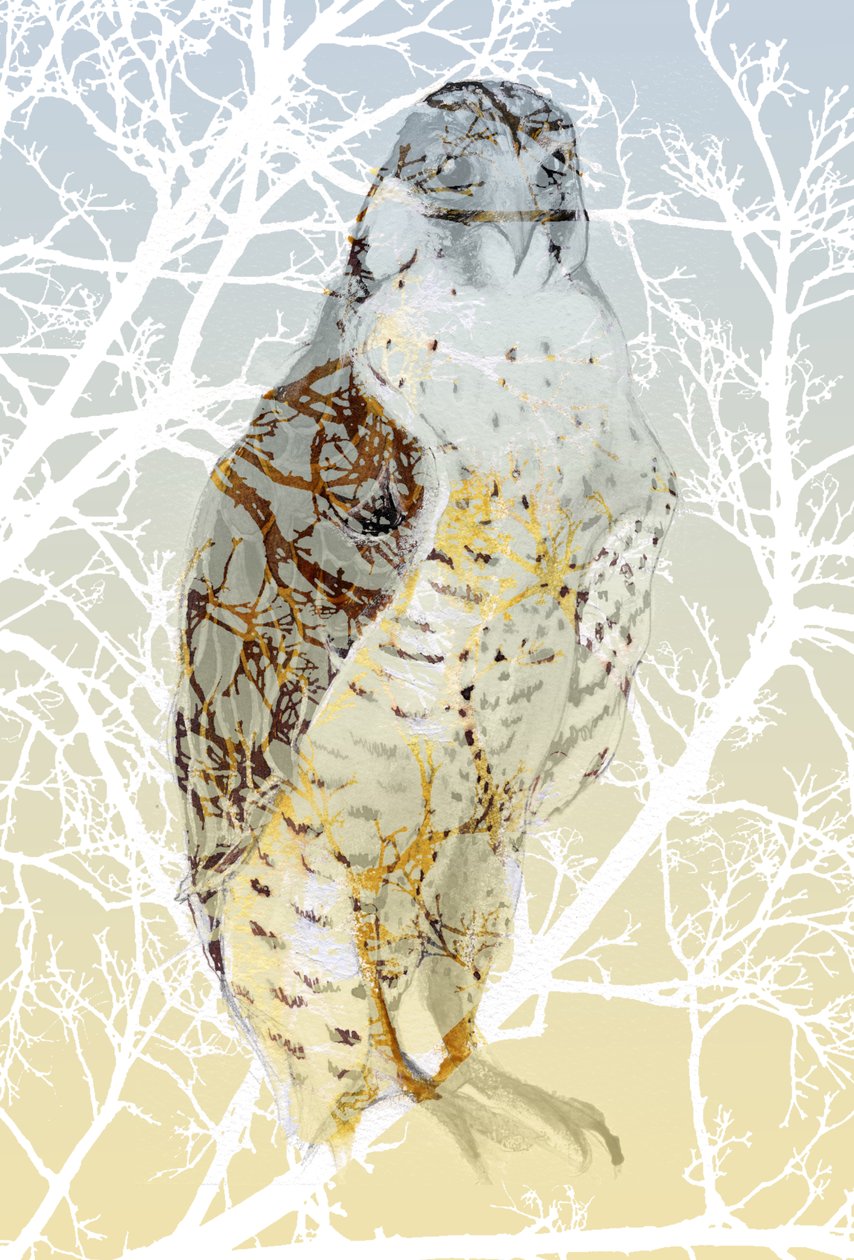 Peregrine Falcon, 2015, (blekk og gouache på kort) av Nancy Moniz Charalambous
