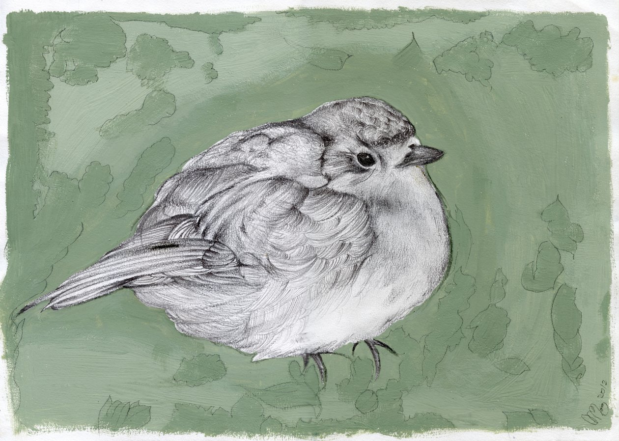 Plump Little Robin, 2012, (gouache, blyant på papir) av Nancy Moniz Charalambous
