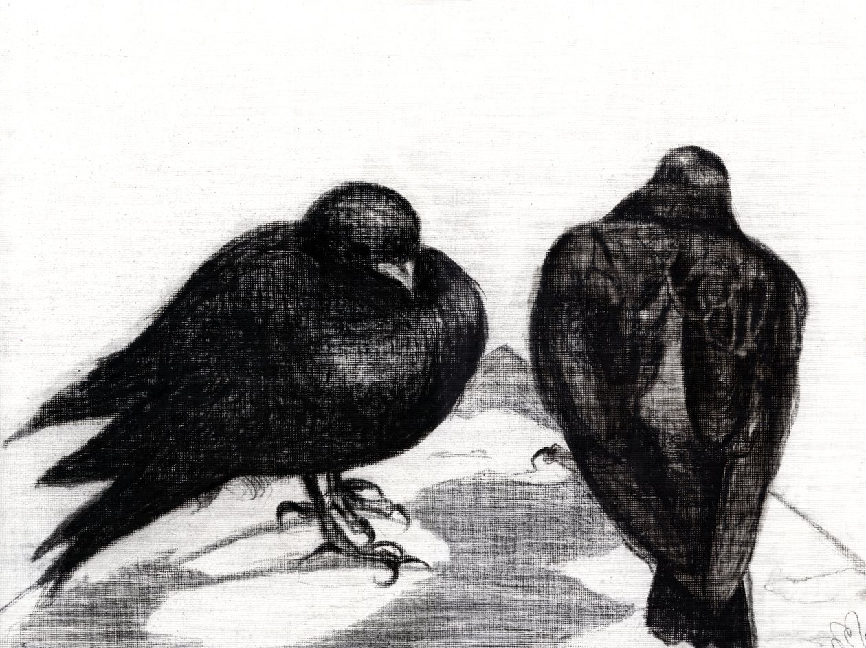 Serious Pigeon Situation, 2012, (kull på papir) av Nancy Moniz Charalambous