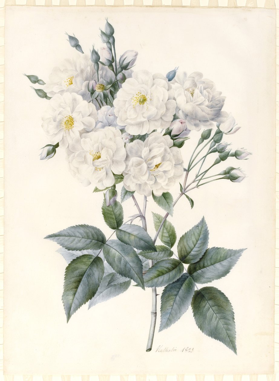 Noisette Rose, 1823 (wc og kroppsfarge med noe arabisk gummi, over spor av grafittkontur på forberedt vellum) av Nathalie d