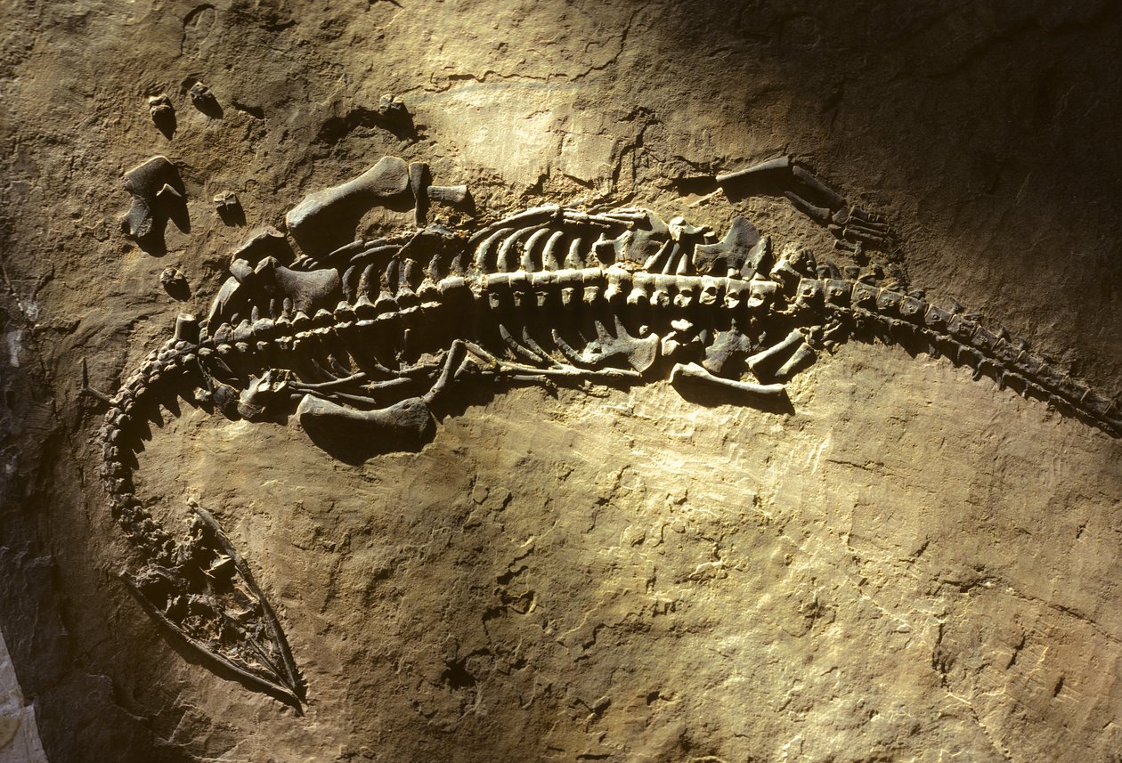 Fotografi av et fossil av et marint virveldyr fra triasperioden fra en Pachypleurosaurus av Nathan Benn