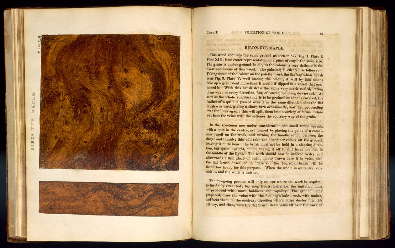 Birds Eye Maple, plate XIII fra 