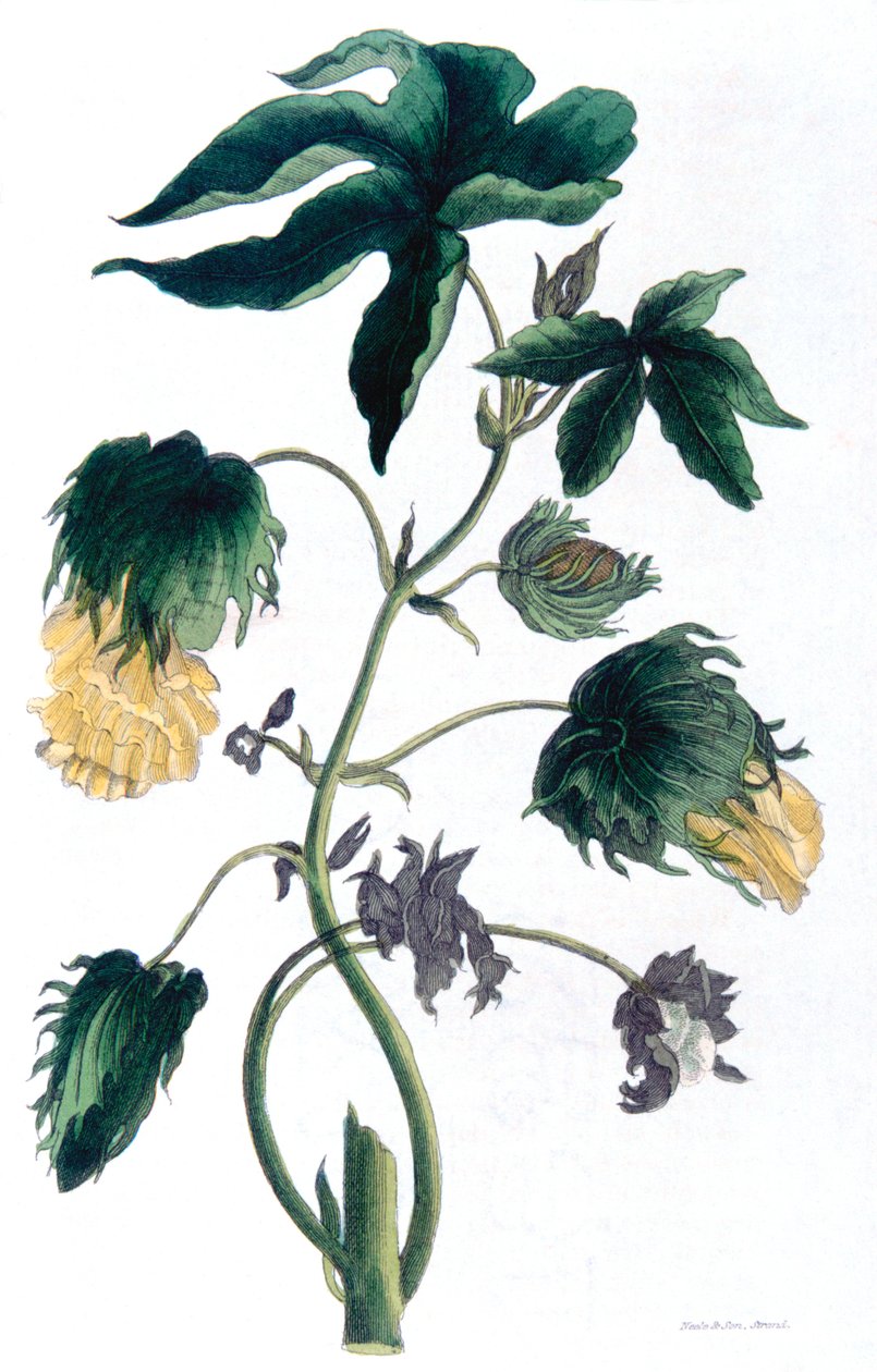 Gossypium - bomullsplante, 1823 av Neale and Son