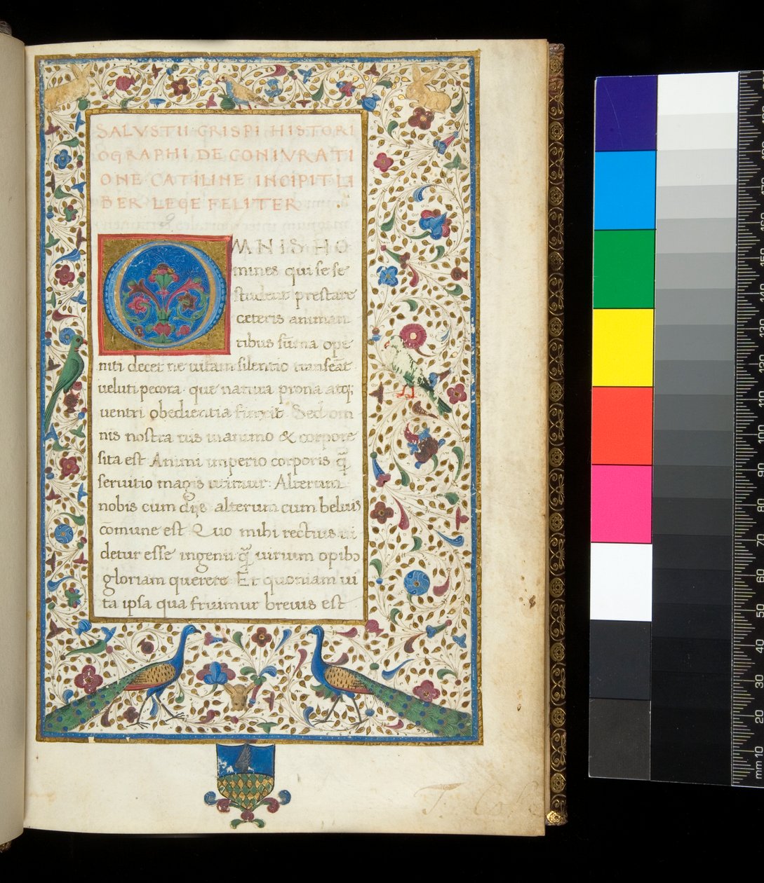 Ms 336. Sallust, Catilina og Jugurtha, f.1r. Full opplyst kant med påfugler, kaniner, grønne parakitter og en due av Neapolitan School