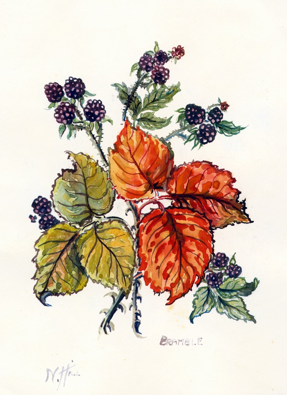 Bramble (wc på papir) av Nell Hill
