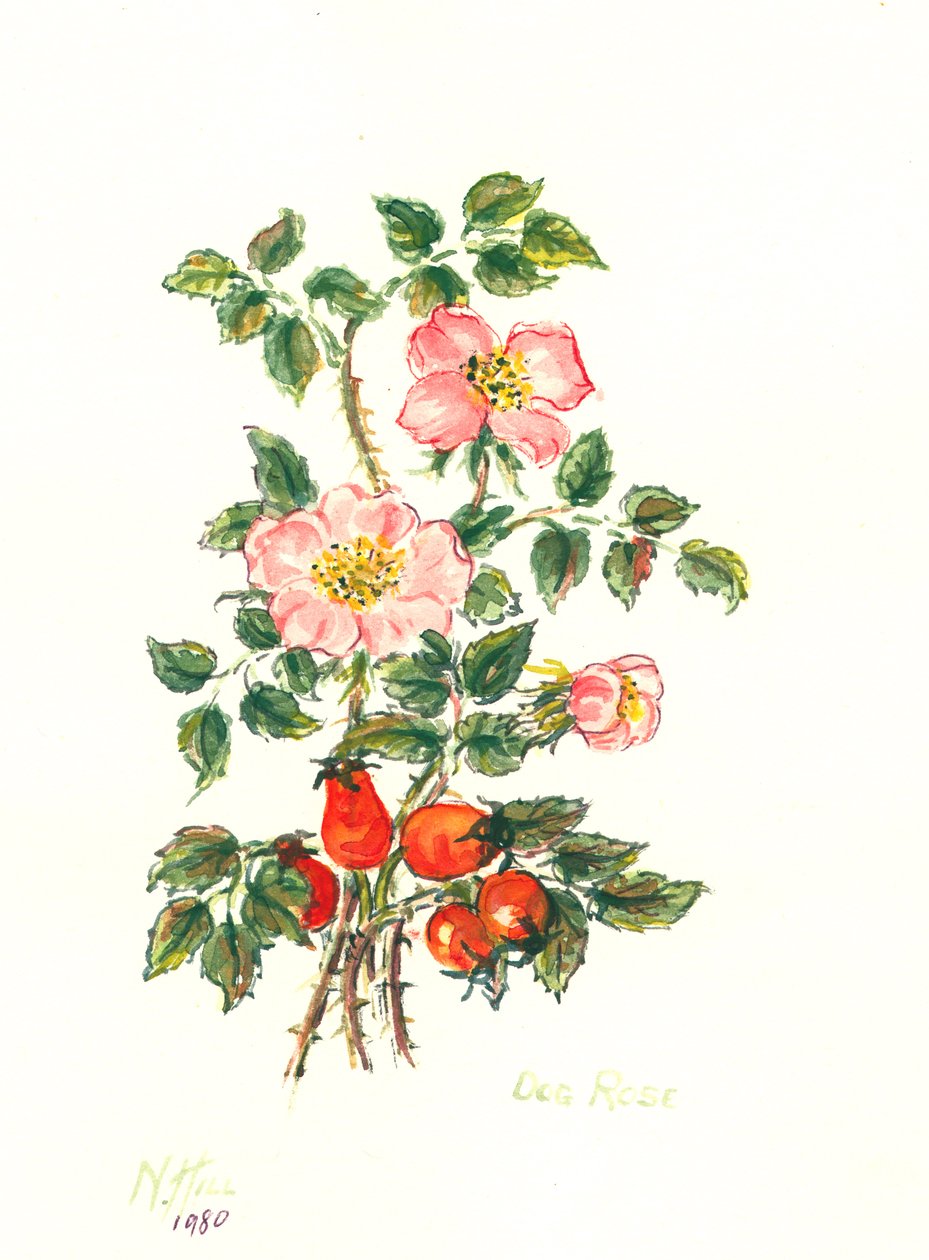 Dog Rose, 1980 (wc på papir) av Nell Hill
