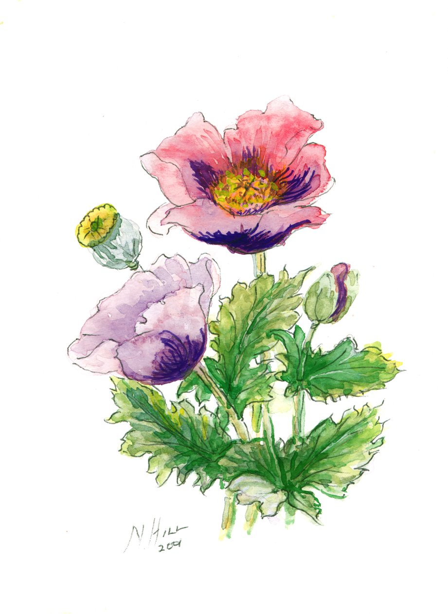 Opium Poppy, 2001 (wc på papir) av Nell Hill