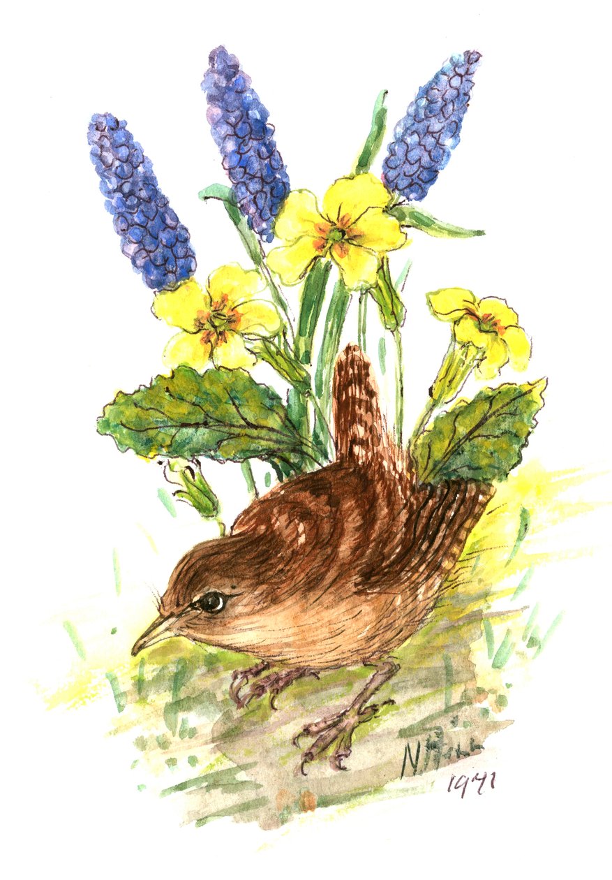 Wren i Primroses (wc på papir) av Nell Hill