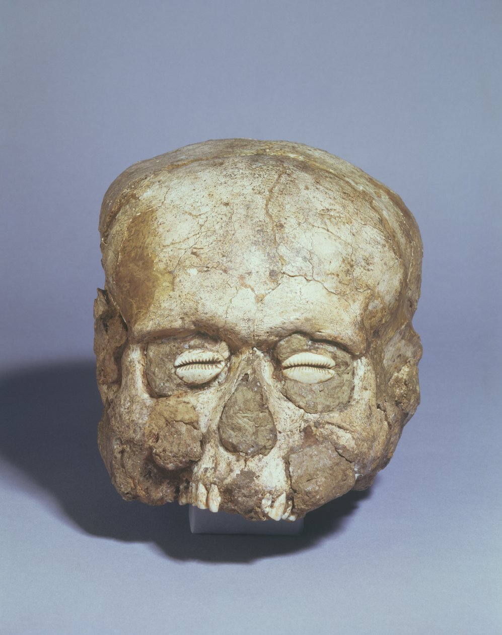 Portretthodeskalle med cowrie-skalløyne, Jericho, ca. 7. årtusen f.Kr. (hodeskalle, gips og skall) av Neolithic