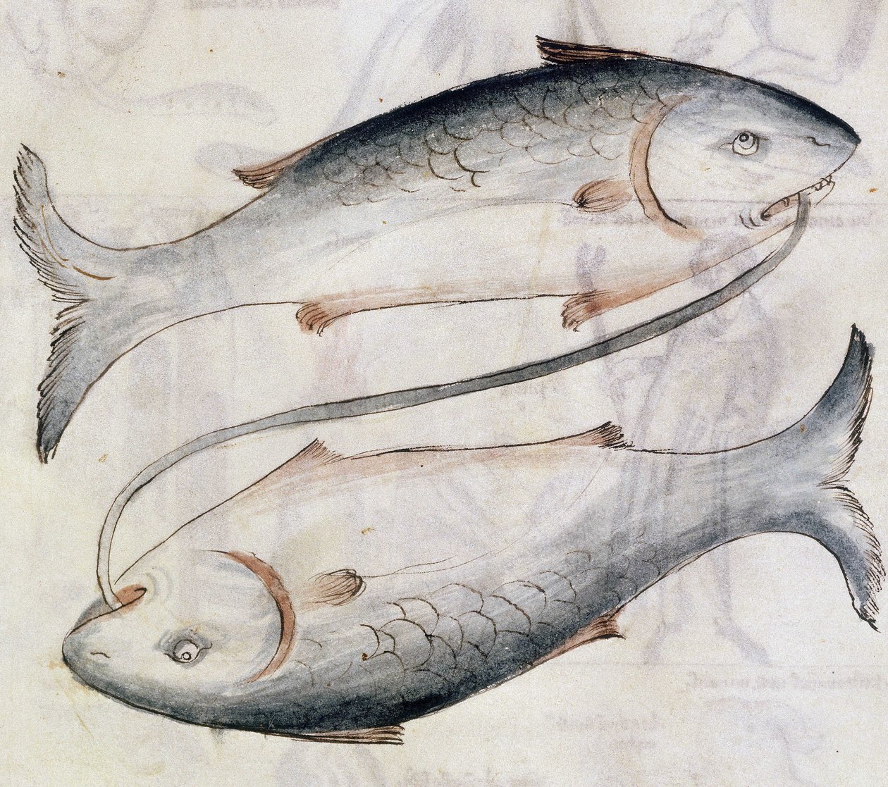 Sloane 3983 Drawing of Pisces, fra en oversettelse av en persisk astrologisk avhandling av Jafar ibn Muhammad (vellum) av Netherlandish School