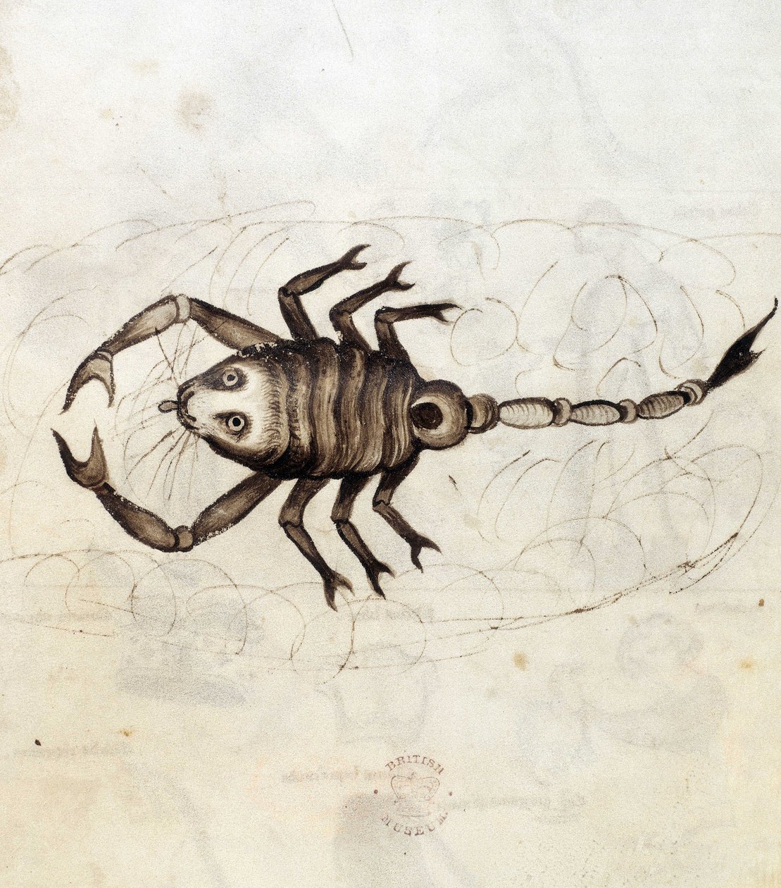 Sloane 3983. Folio nr: 23 Stjernetegnet Skorpionen (vellum) av Netherlandish School