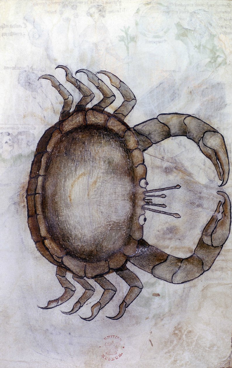 Sloane 3983 f.14v, En krabbe, stjernetegn for kreft av Netherlandish School