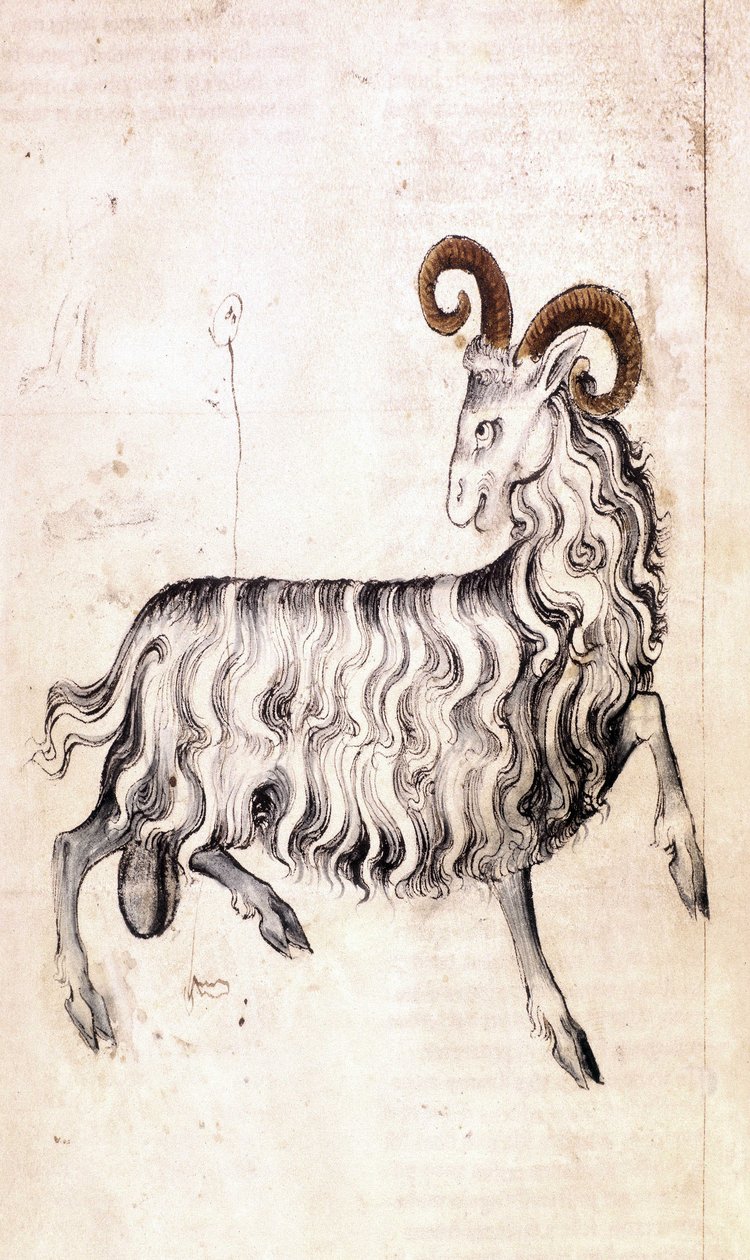 Sloane 3983 f3v Stjernetegnet Steinbukken (vellum) av Netherlandish School