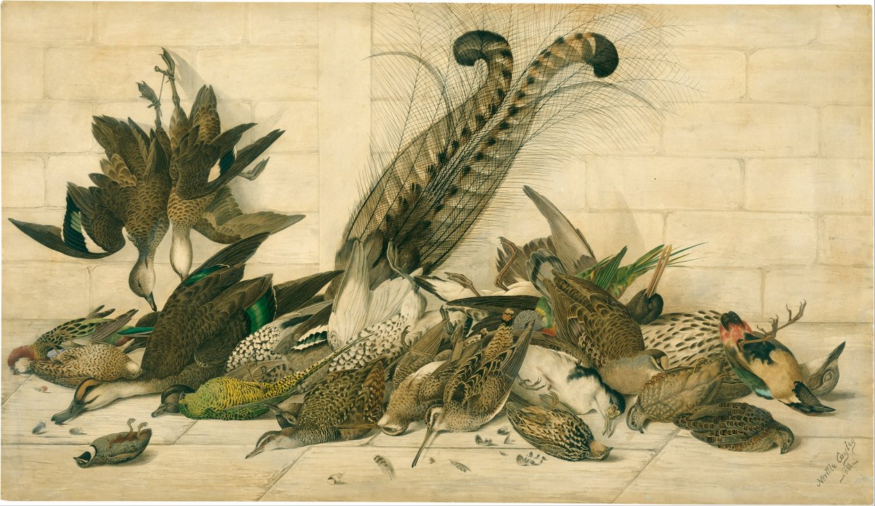Australske gamebirds av Neville HP Cayley