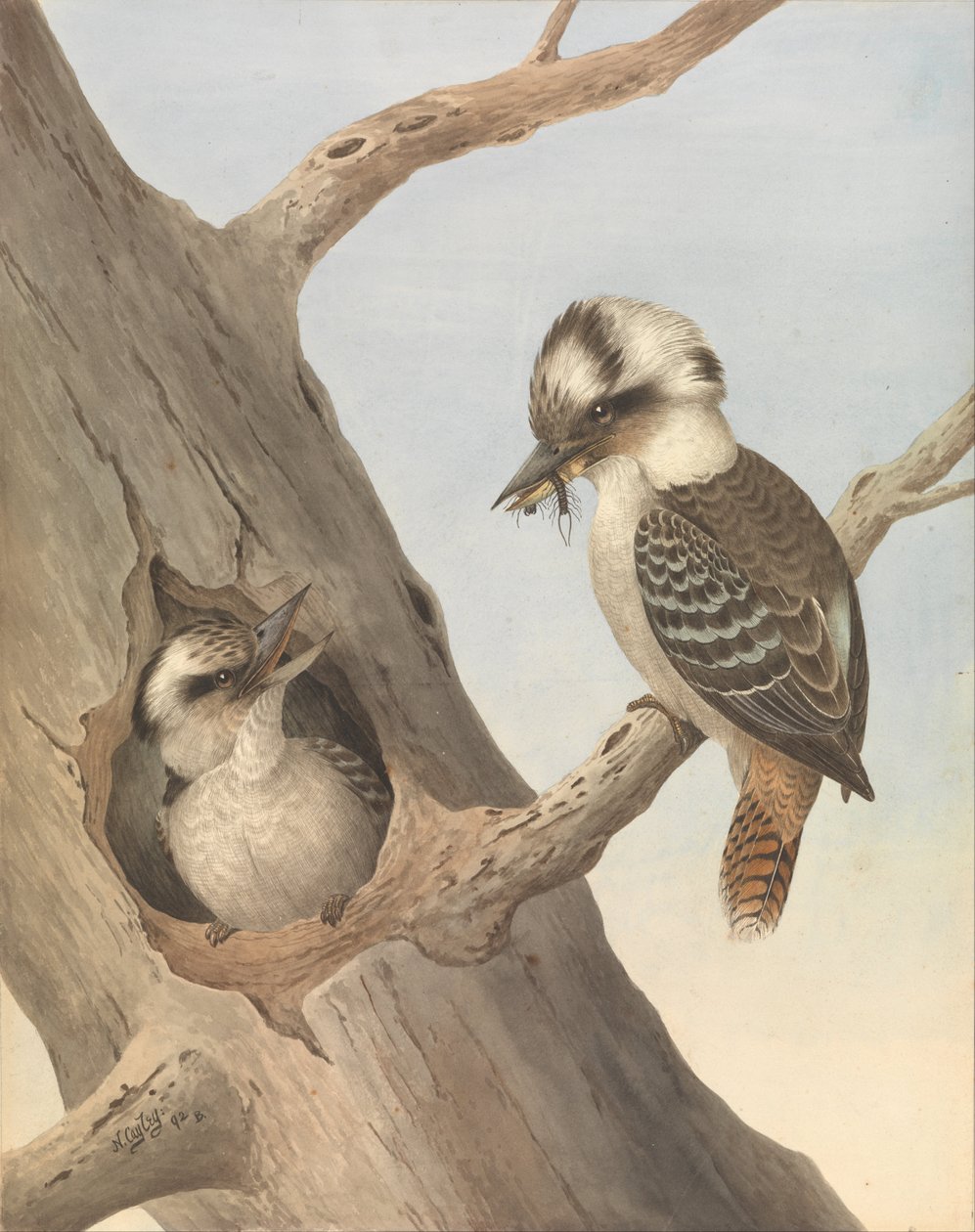 Ler Kookaburra, Dacelo novaeguineae av Neville HP Cayley