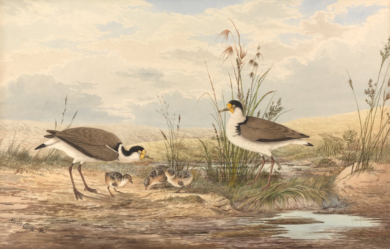 Masked Lapwing, Vanellus miles av Neville HP Cayley